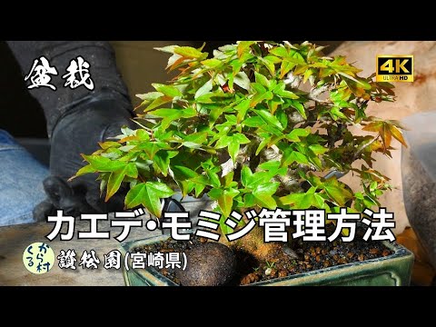 ゴールデンカエデ 植物