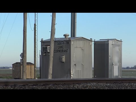 Birds at Lake Cormorant (02JAN2016)