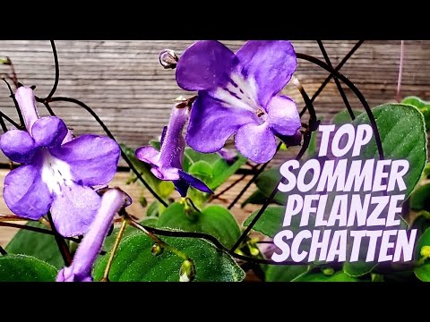 Streptocarpus saxorum - Summer plant for the shade - Plant idea for summer from the florist