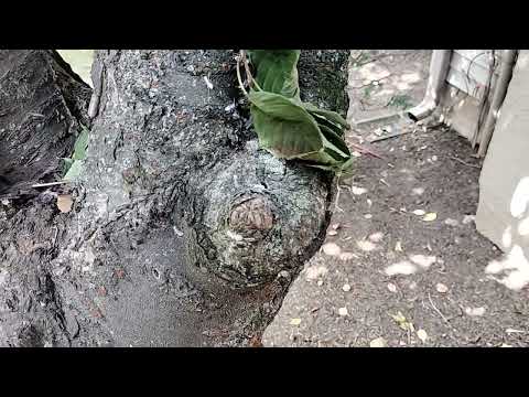 Eliminating the Carpenter Ants in the Tree in Skillman, NJ