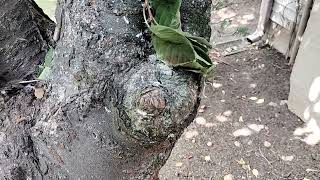 Watch video: Eliminating the Carpenter Ants in the Tree...