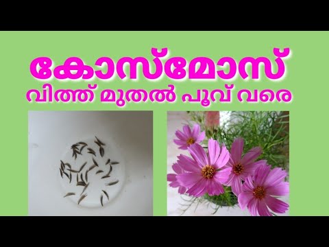 Cosmos Dwarf - Seed To Flower