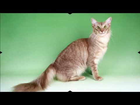 Javanese - cat breed