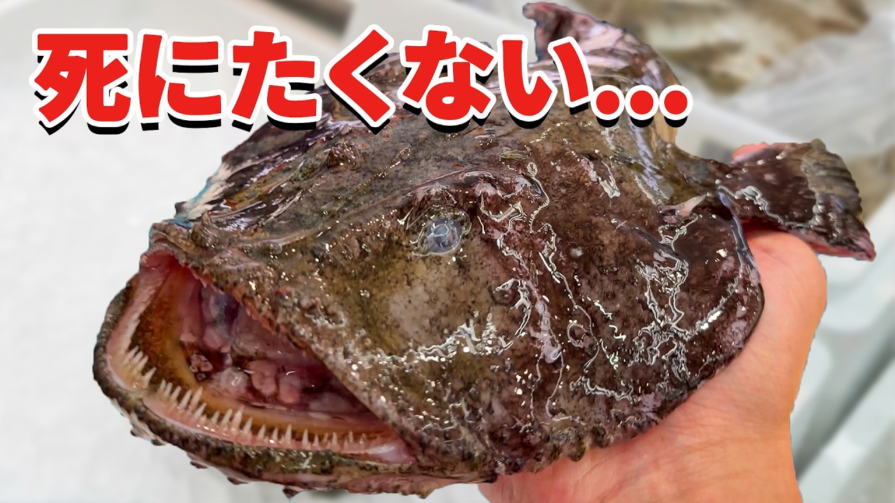 スーパーに売れ残っていたアンコウを飼育してみると…