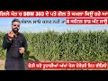 DBW 303 wheat variety review | ਗਿਲੇ ਖੇਤ ਚ ਕਣਕ ਕਮਲਾ ਗਈ ਪਤੇ ਵੀ ਗੋਲ ਹ