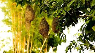 Skylark - Linda Ronstadt