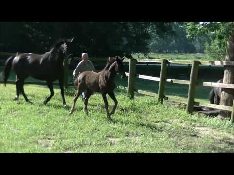 SF2016 Don Nobless Sandro Hit