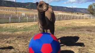 CAMELS PLAYING SOCCER