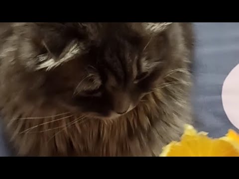 Почему кошки не любят запах цитрусовых... Why cats don't like the smell of citrus