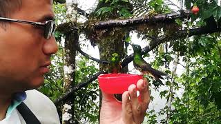 preview picture of video 'Ecuador: Hummingbird Feeder Experience'