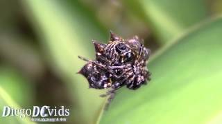 preview picture of video 'Gasteracantha species (Gasteracanthinae) the star spider / Aranha Tecedeira-espinhuda'