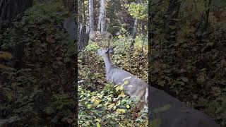 卡尔加里十月金秋 Fish Creek Provincial Park Oct 13, 2024