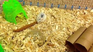 Hamster breeding,birth, and pregnancy (FOR ACCIDENTAL LITTERS)