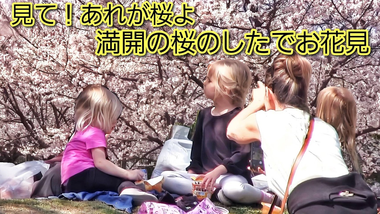 見て、あれが桜よ！満開の桜のしたで外国人観光客がお花見体験