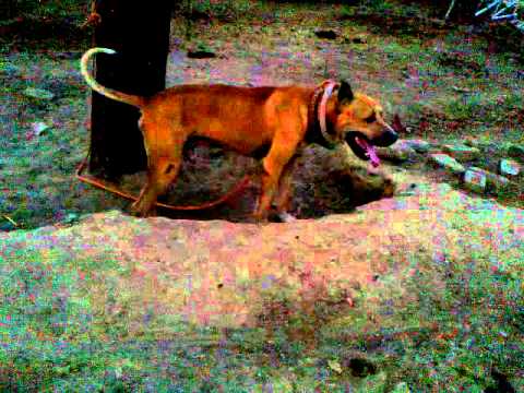 raja sarfraz with nadeem dog