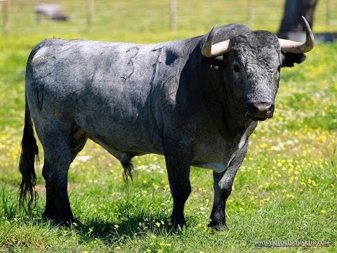 Primeras imágenes de COBRADIEZMOS: Todo el proceso de curas y finalmente en el campo.