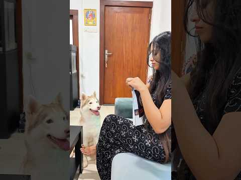 හස්බන්ඩ්ගෙ හොර ගෑණි #siberianhusky #husbandwife #funnycouple #funnyshorts