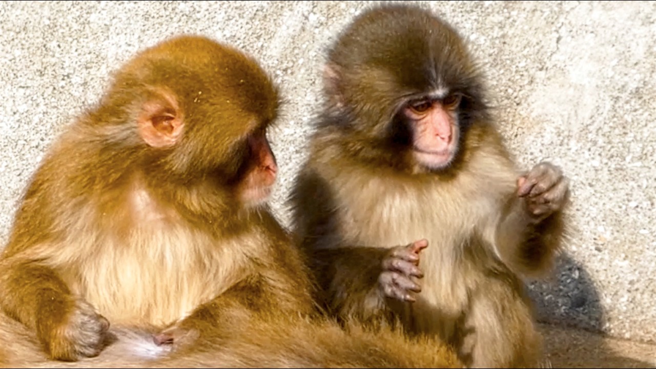 Punch came to help groom… but does something unexpected