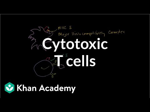 Cytotoxic T Cells: Activation by MHC-Vantigen Complexes