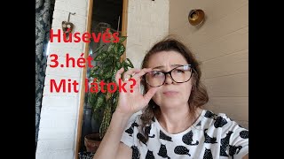 Húsevő Carnivore Diet 3. hét, kell még a szemüveg?