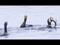 A Fish Caught By Great Cormorant But His Big Brother Robbed And Eat Prey In Seconds