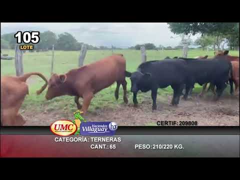 Lote 65 Terneras en Goya, Corrientes