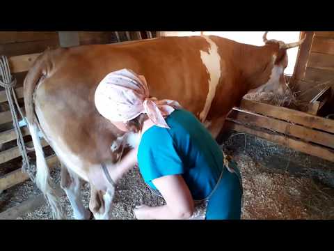 2 часть эстафеты "Чистое молоко"