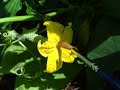 Hand Pollinate For A Better Cucumber Harvest