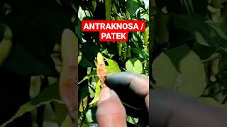 Download lagu Mengatasi Cabe Yang Terkena Patek mp3