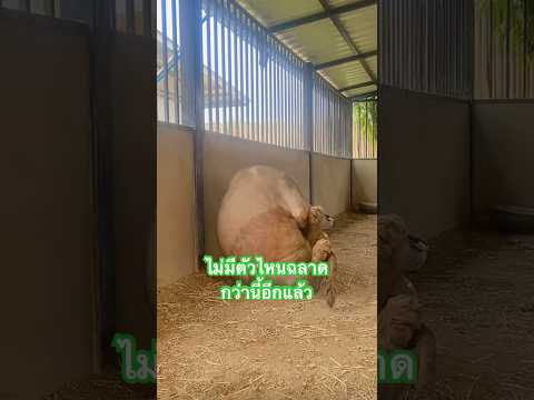 #สรพงษ์นั่งกะละมังไม่มีตัวไหนฉลาดกว่านี้อีกแล้ว