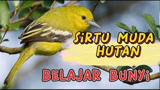 Download lagu burung sirtu/cipoh muda hutan belajar bunyi #sirtunyiul #sirtubahan #sirtugacor mp3