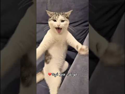 اللي بيفهم في القطط يقولي هو عايز أي؟؟😭😭
