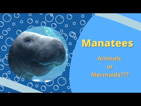 Manatee or Mermaid? | Animal Education Videos for Kids