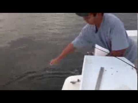 Sturgeon caught in Merrimack river