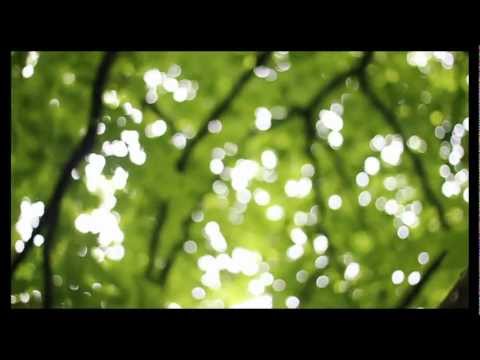 Firewoodisland Solo - In The Forest Where It Fades [Original Video]