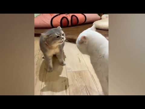 Pisici haioase și câini glumeți - Cele mai amuzante animale