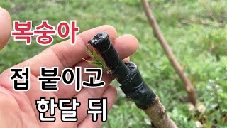 복숭아 한달전에 깍기접 했는데 잘 붙었을까? 그리고 2년생 유목 관리상태 살펴봅니다