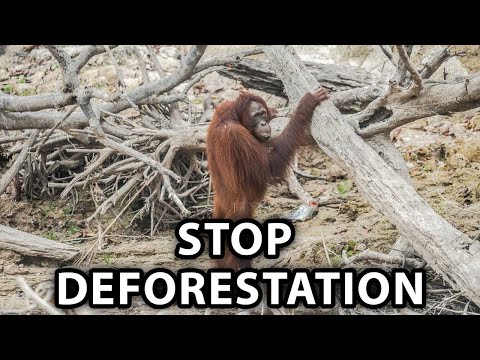 Paperless writing - Stop the deforestation campaign