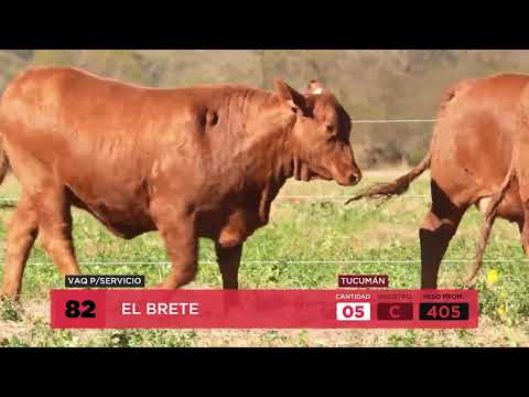 Lote 82 EL BRETE 5 VAQ PARA SERVICIO