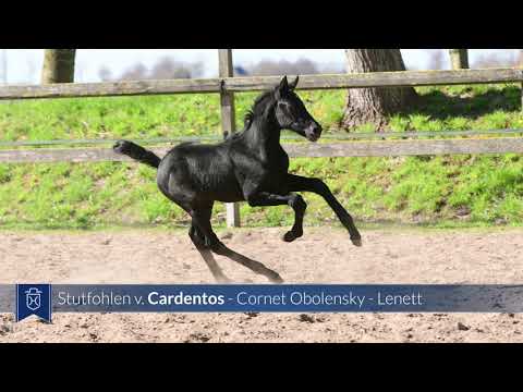 Junghengst-Fohlen 2021 | Cardentos x Cornet Obolensky