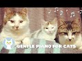 Music For Cats Relax With Your Cat With Gentle Piano Music Gentle Piano For Cats