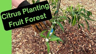Unlocking Backyard Potential: Chip Drop FAIL, Citrus Planting, Taro Transplanting, Canna Seeds