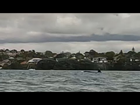 Orca sighting when paddling in Auckland!