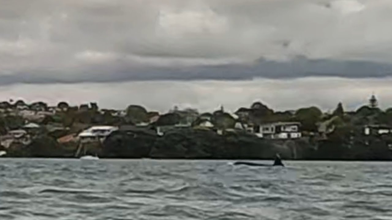 Orca sighting when paddling in Auckland!