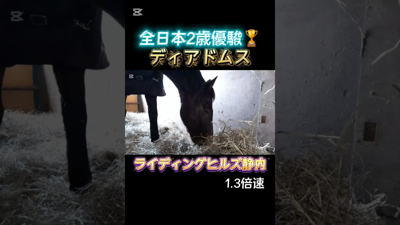 #ディアドムス #ライディングヒルズ静内 #引退馬 #功労馬 #乗馬