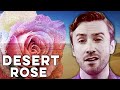 Peter Hollens Alaa Wardi Desert Rose Sting Feat Cheb Mami Cover