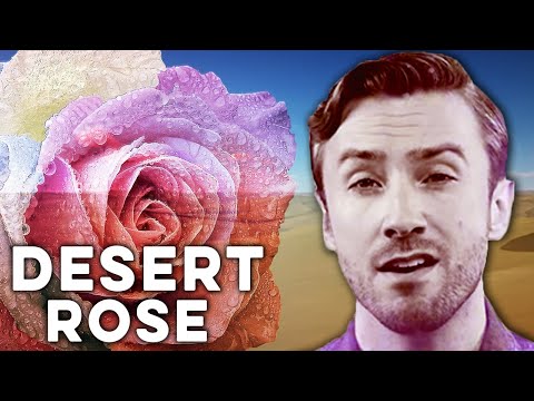 Peter Hollens & Alaa Wardi Desert Rose (Sting feat. Cheb mami Cover)