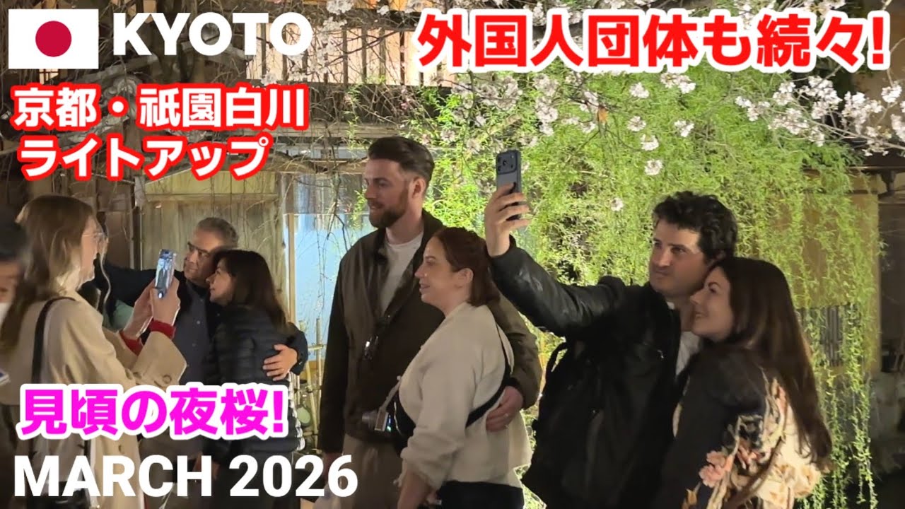 【海外の反応】これが見たかった！京都・祇園白川の見頃の夜桜ライトアップ🌸外国人観光客も感動