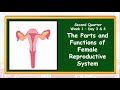 The Female Reproductive System-Q2-Day 3-4
