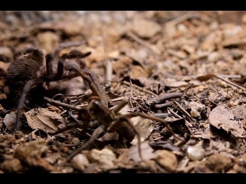 Wolf Spider Vs Tarantula - Aranha Lobo vs Caranguejeira